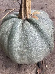 Gray Pumpkin (pepita) Heirloom Seeds Very Rare 10 Non GMO Seeds