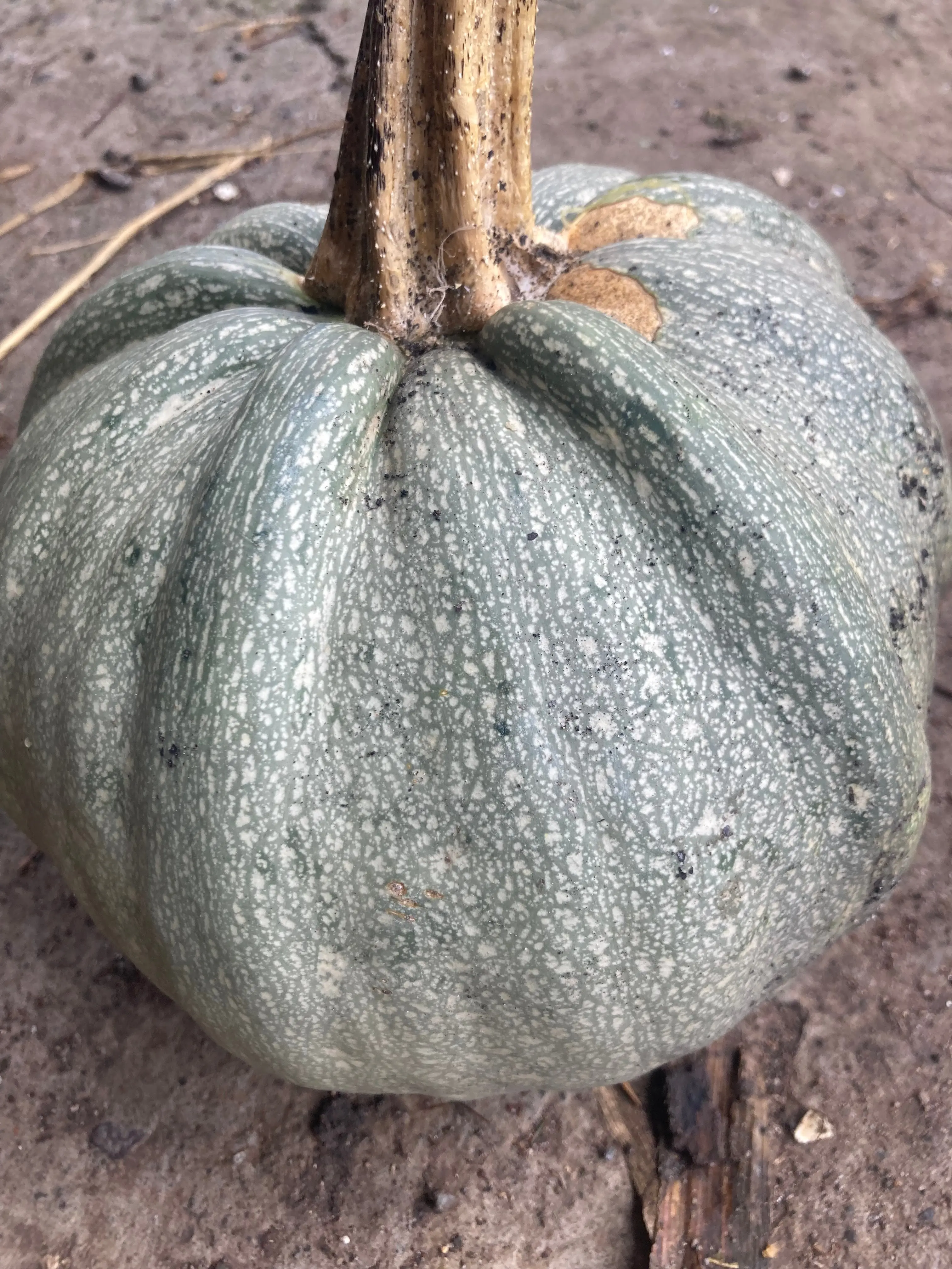 Gray Pumpkin (Pepita) Heirloom Seed Packets - 10 Rare Non-GMO Roast-Ready Squash Seeds, Full Sun Plants, Supports Eye & Prostate Health, Magnesium-Rich, Healthy Fats (Includes Edible Flowers Note), Grow Your Own Food, Contains Healthy Fats