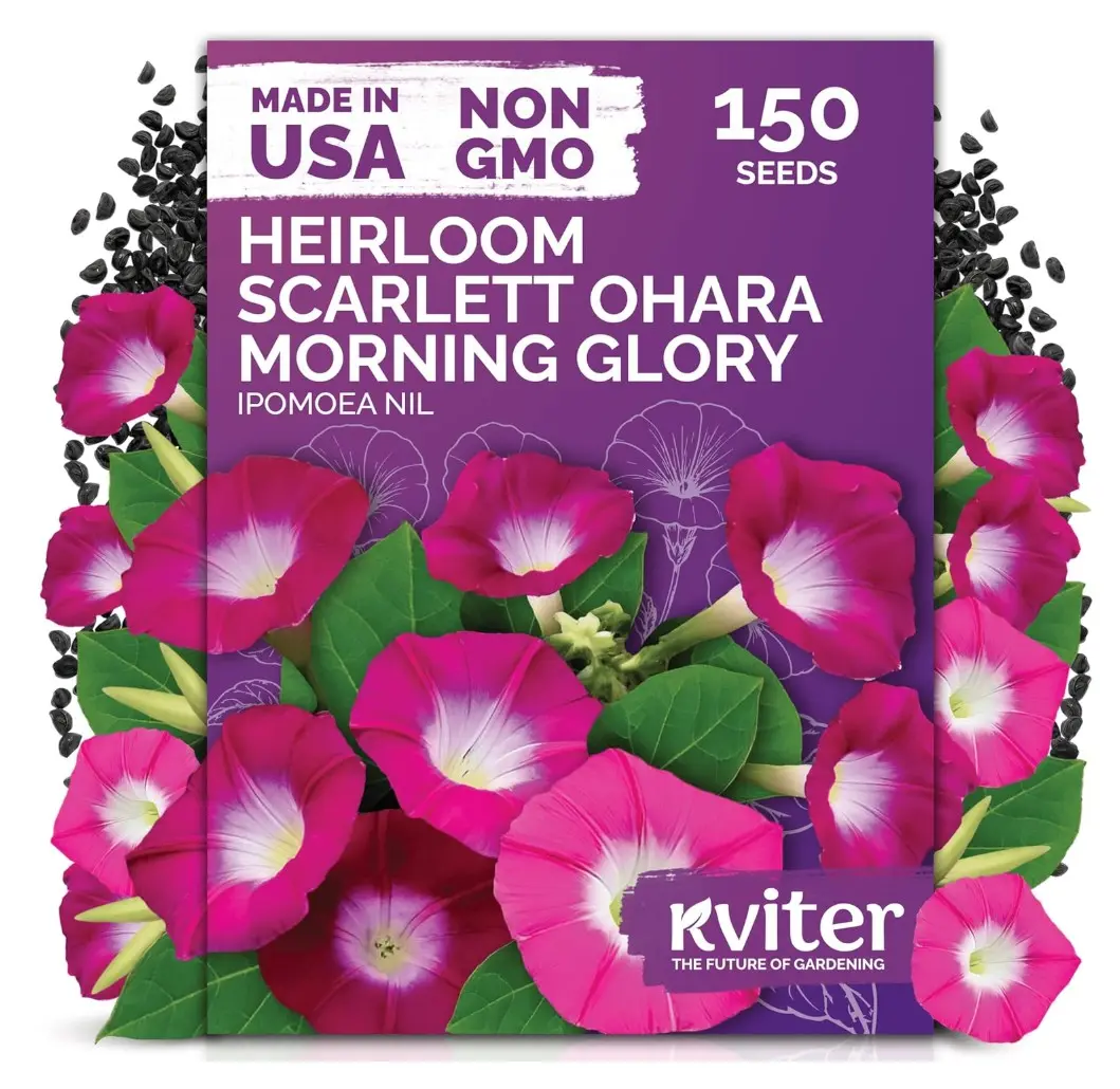 150 Scarlett O'Hara Morning Glory Seeds for Planting (Ipomoea Nil) – Red Morning Glory Vine Seed Packets – Non GMO Heirloom Flower Seeds to Plant Outside Home Garden, Containers, Trellises