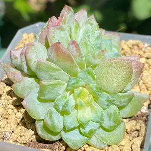 Echeveria Ice Soul Cluster- Rare Imported Succulent Home Ornament