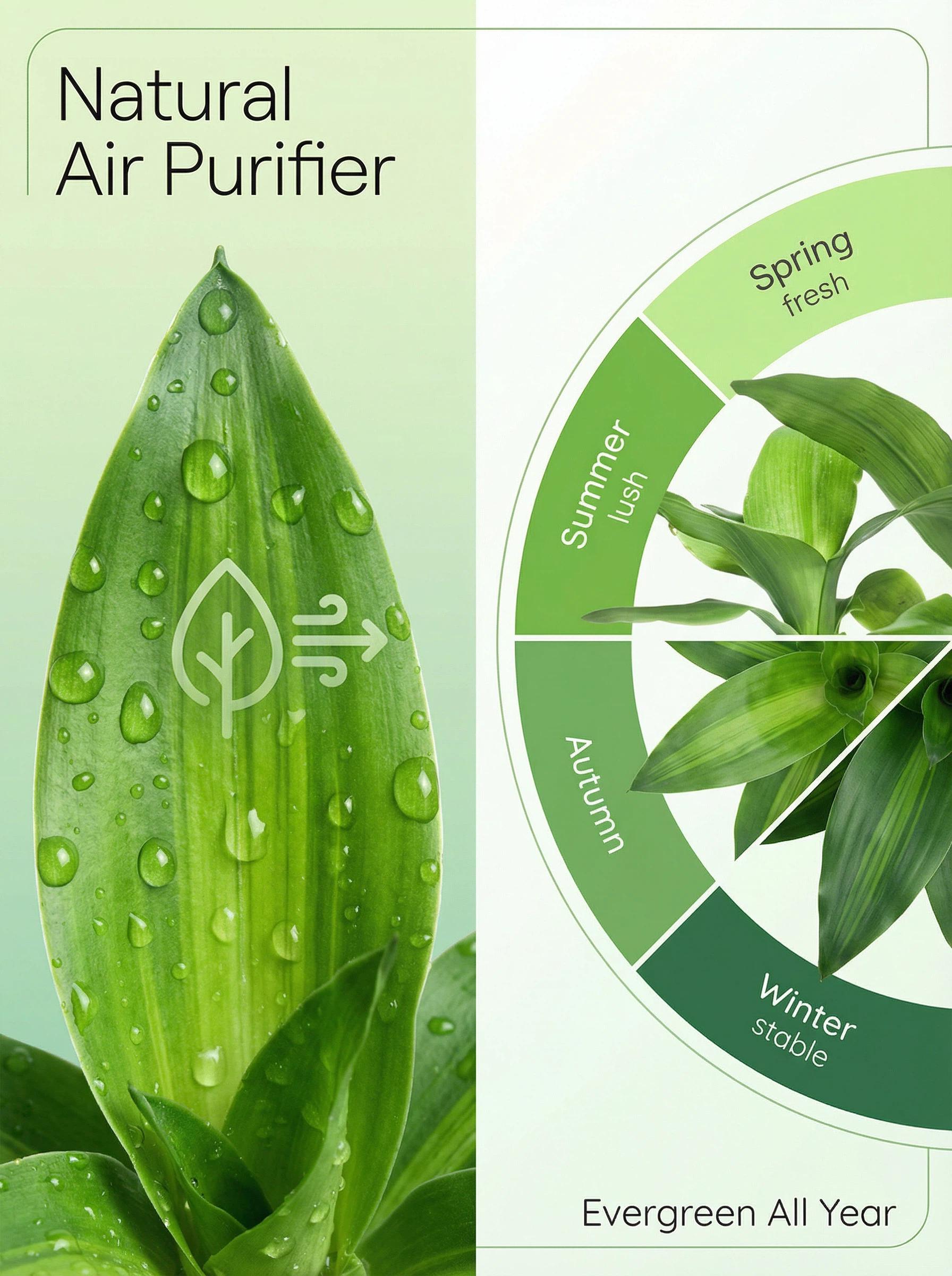 2026 New Brazilian Lucky Tree Live Plant – Easy Care Indoor Lucky Wood, Symbol of Good Fortune & Wealth, with Sturdy Base, Feng Shui Decor for Home, Office & Desk, Beginner-Friendly Houseplant & Unique Gift