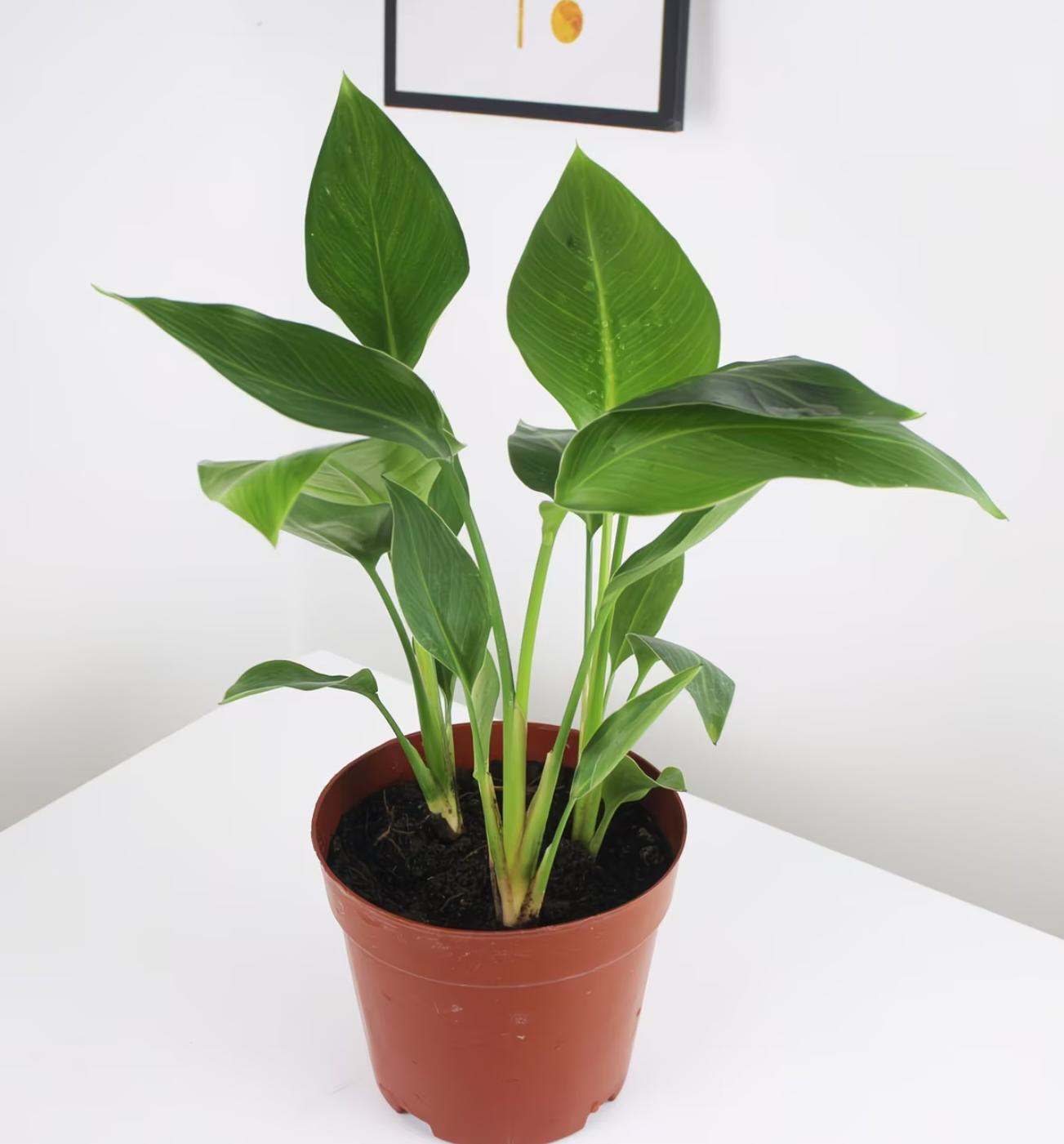 RZ-16   Bird of Paradise  4 Inch Live Plant | Strelitzia Nicolai | Indoor Tropical Houseplant | Large Green Foliage | Easy Care Air Purifying Plant | Home Decor