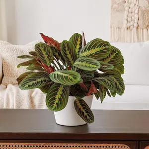 Maranta Red Prayer Plant