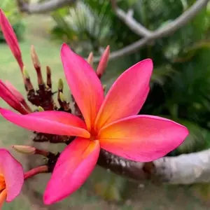 Plumeria kula rainbow cutting 8-12 inch top cut