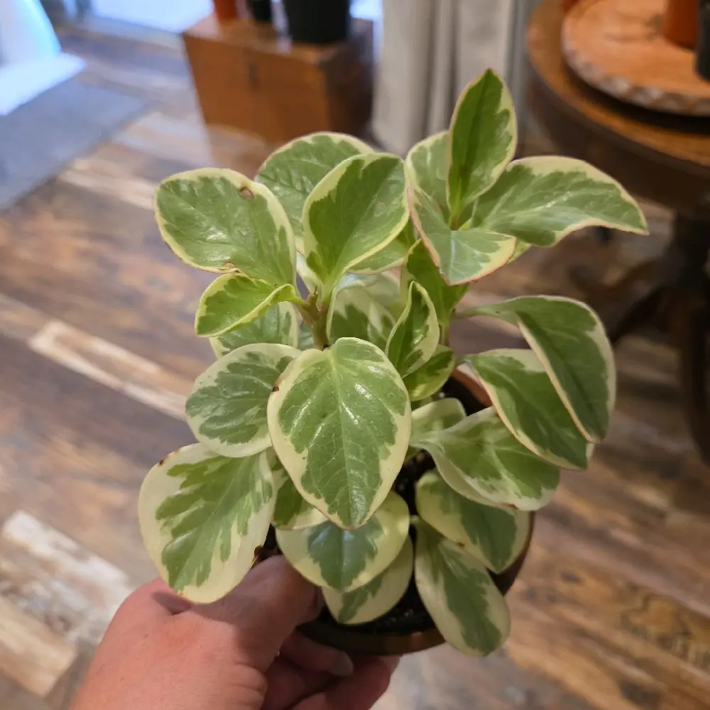 Variegated Peperomia Obtusifolia Live Indoor Plant - Baby Rubber Plant for Home Garden Supplies