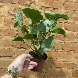 syngonium confetti