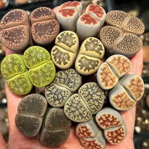 15Pcs Mixed Large Lithops Succulent Plants - Random Assorted Living Rocks, Easy-Care Indoor Mini Potted Plants for Home Office Desktop DIY Decor