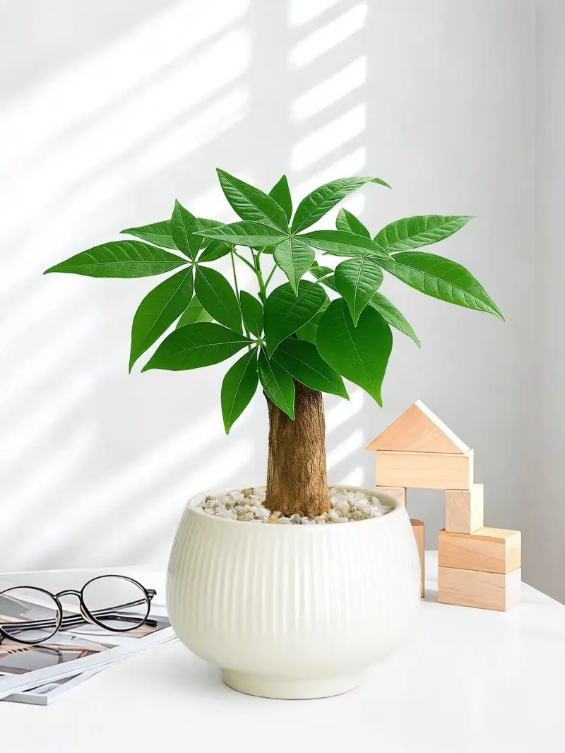 Pachira Aquatica Money Tree Live Plant - 8-Inch Indoor Bonsai Desk Houseplant in White Pot for Home & Garden Decor