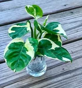 Pearl and Jade Pothos CUTTING - Unrooted Pothos cuttings - rare philodendron cutting - variegated Pothos cutting - easy care