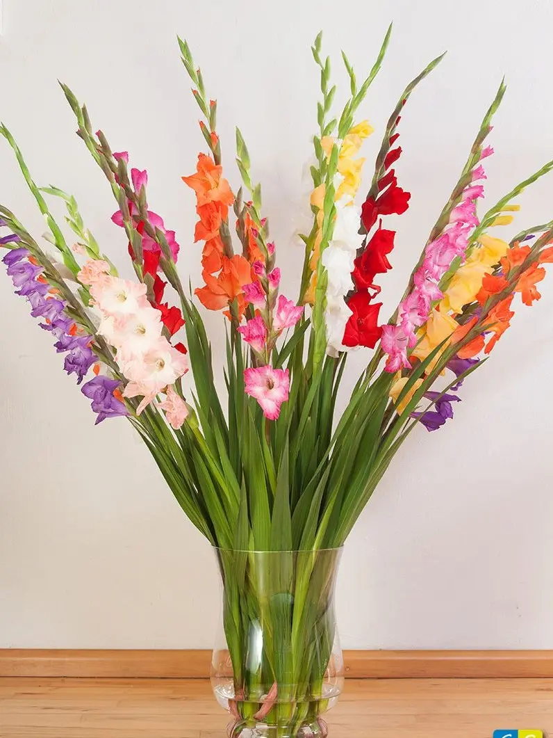 3PC  Gladiolus Corms Mixed Color Sword Lily Flower Bulbs For Garden Planting Home Patio Cut Flowers