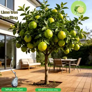Lime tree seedling — Bare Root, Ready for Container or Ground Planting. Compact Size Makes It a Great Fit for Balconies, Patios, or Small Backyards. Live Plant Perennial Gardens Sapling Non-GMO Fruit Fast-Growing Hardy