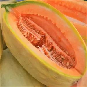 Banana Cantaloupe Seeds