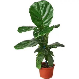 Live Fiddle Leaf Fig (Ficus lyrata) Bare Root Plant, 4-6 Inches Indoor Decorative Tree Low-Maintenance Fiddle Leaf Fig Tropical Vibe Houseplant Indoor/Outdoor Plant