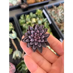 Graptopetalum Rusbyi(stressed in pink) - April Farm/Rare Succulents