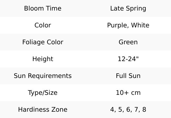 Schubertii Allium - 3 bulbs