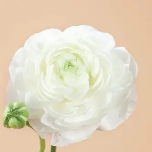 (10) Half-clone Iceberg Ranunculus Corms Bulbs Tubers Spring Garden Flowers
