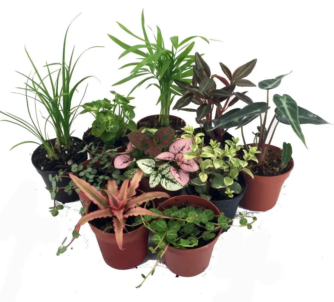 Terrarium & Fairy Garden Plants - 10 Plants in 2" pots Terrarium & Fairy Garden Plants - 10 Plants in 2" pots