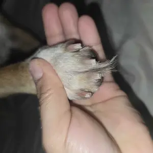 2-in-1 pet nail clipper and grinder, dog nail clipper trimmer, ultra quiet electric nail set, rechargeable, suitable for trimming toes and claws of dogs and cats of all sizes