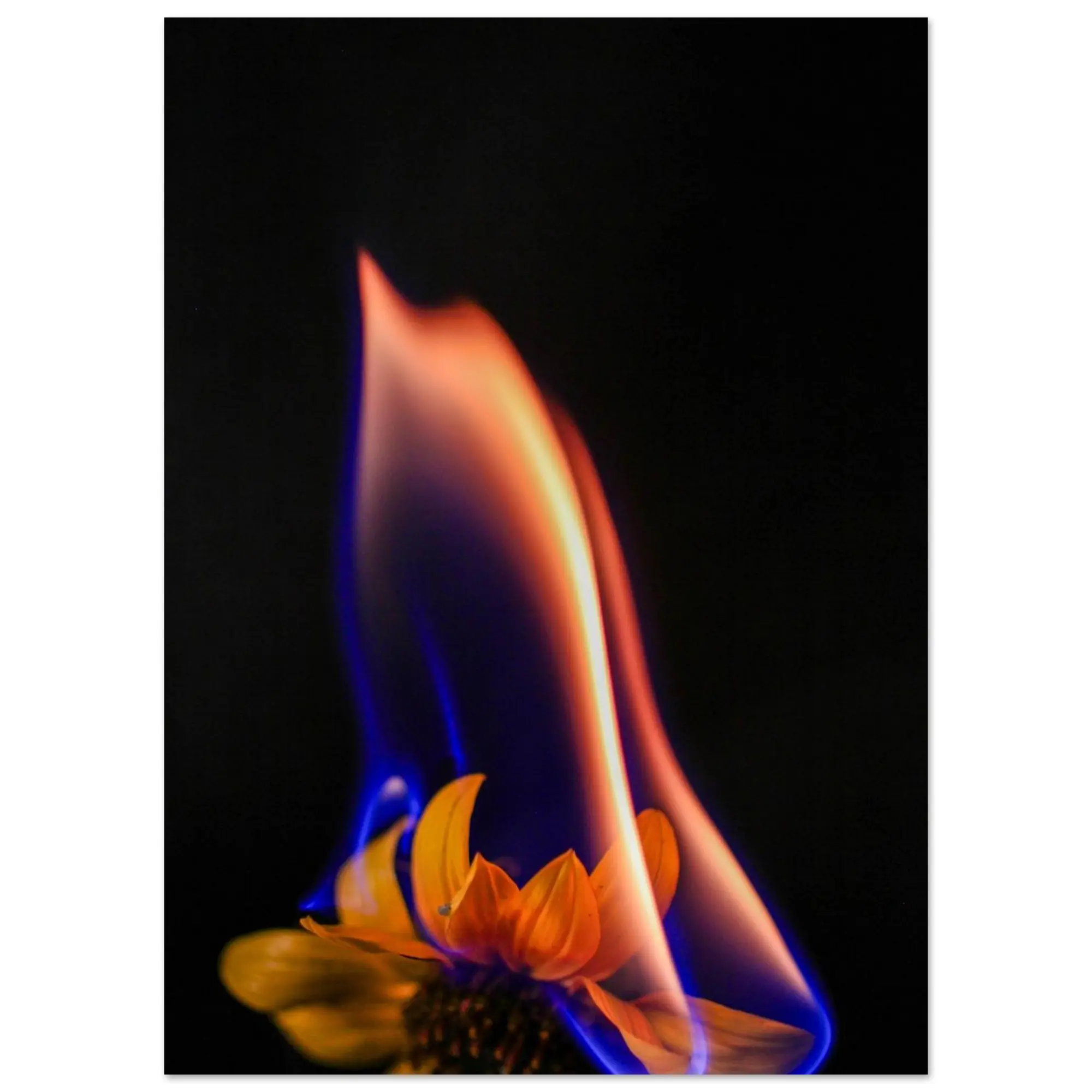 macro fire, sunflower Poster