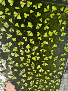 Purple Fringed Riccia – Floating Aquarium Plant for Nano Tanks