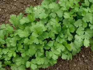100+ seeds Cilantro/Coriander Leaves Chinese parsley Mexican parsley USA