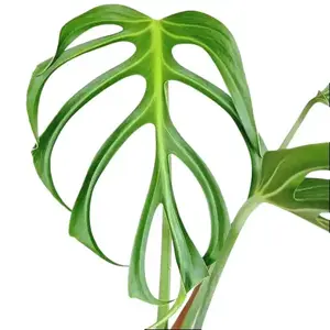 Monstera Burle Marx Flame Tissue Culture - Live Houseplant - Rare Exotic Aroid - Iconic Skeleton Leaves - Deep Fenestrations -  Unique Tropical Foliage - Indoor Plant Gift - Embryonic Plantlet - Collector's Item