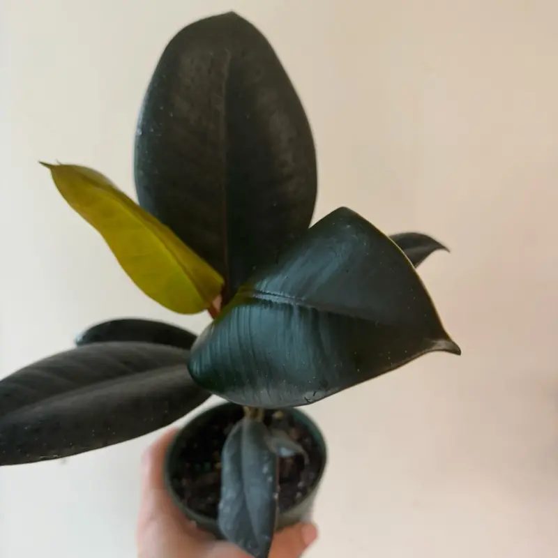 Ficus Burgundy Potted Live Plant 4in - Rubber Tree - Dark Foliage - Deep Red & Burgundy Leaves - Easy Care Houseplant - Tropical Gift - Unique Indoor Tree - Glossy Texture - Robust Greenery - Statement Plant - Ficus Elastica