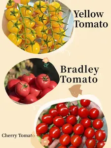 Color Pop Tomato Trio  Easy Grow Seeds – Yellow, Cherry & Bradley – Sweet, Juicy & Fun for Beginners – Garden to Table Fast!