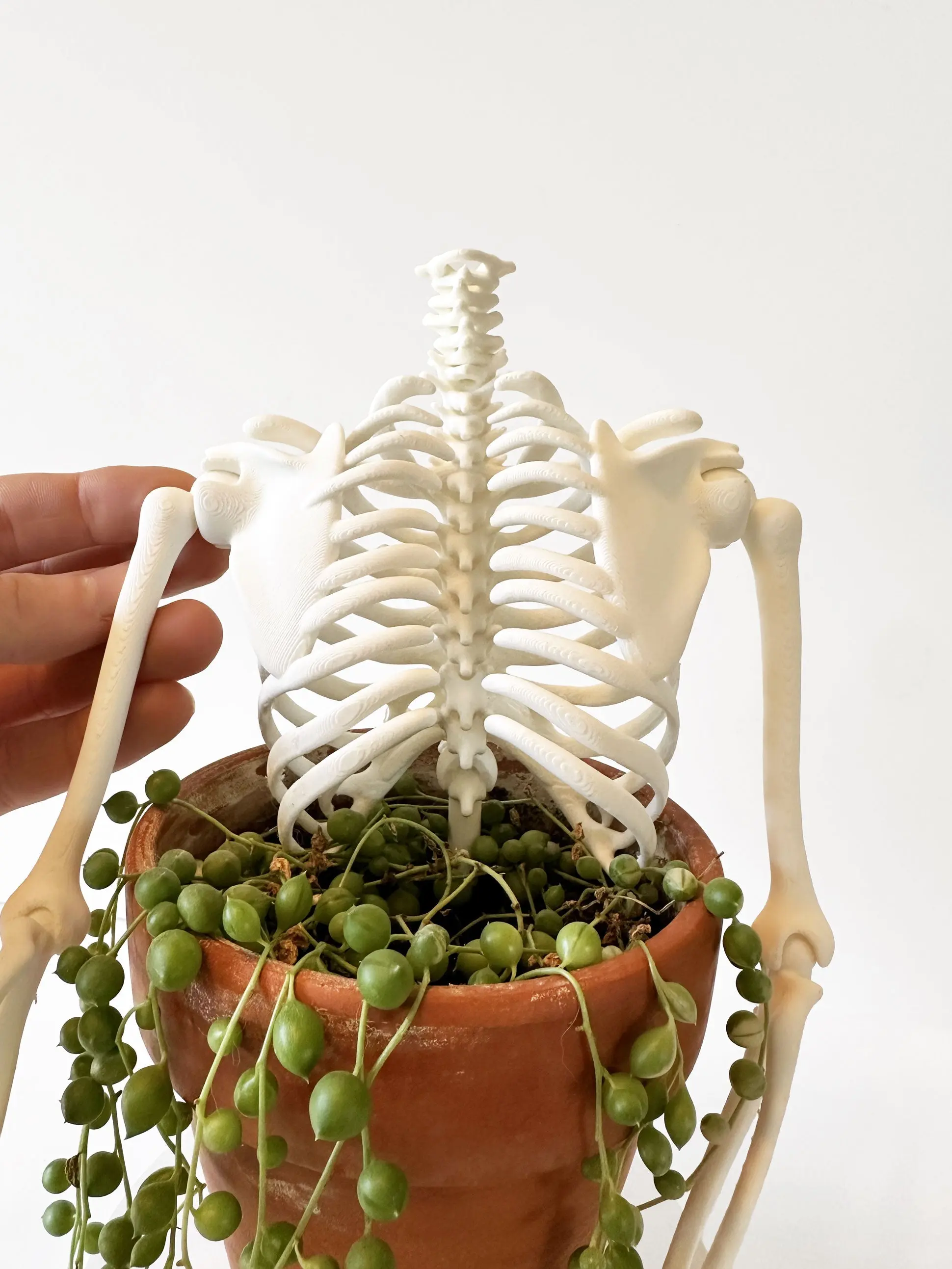 Moveable Ribcage Plant Trellis: 3D Printed Gothic Support for Climbing Plants