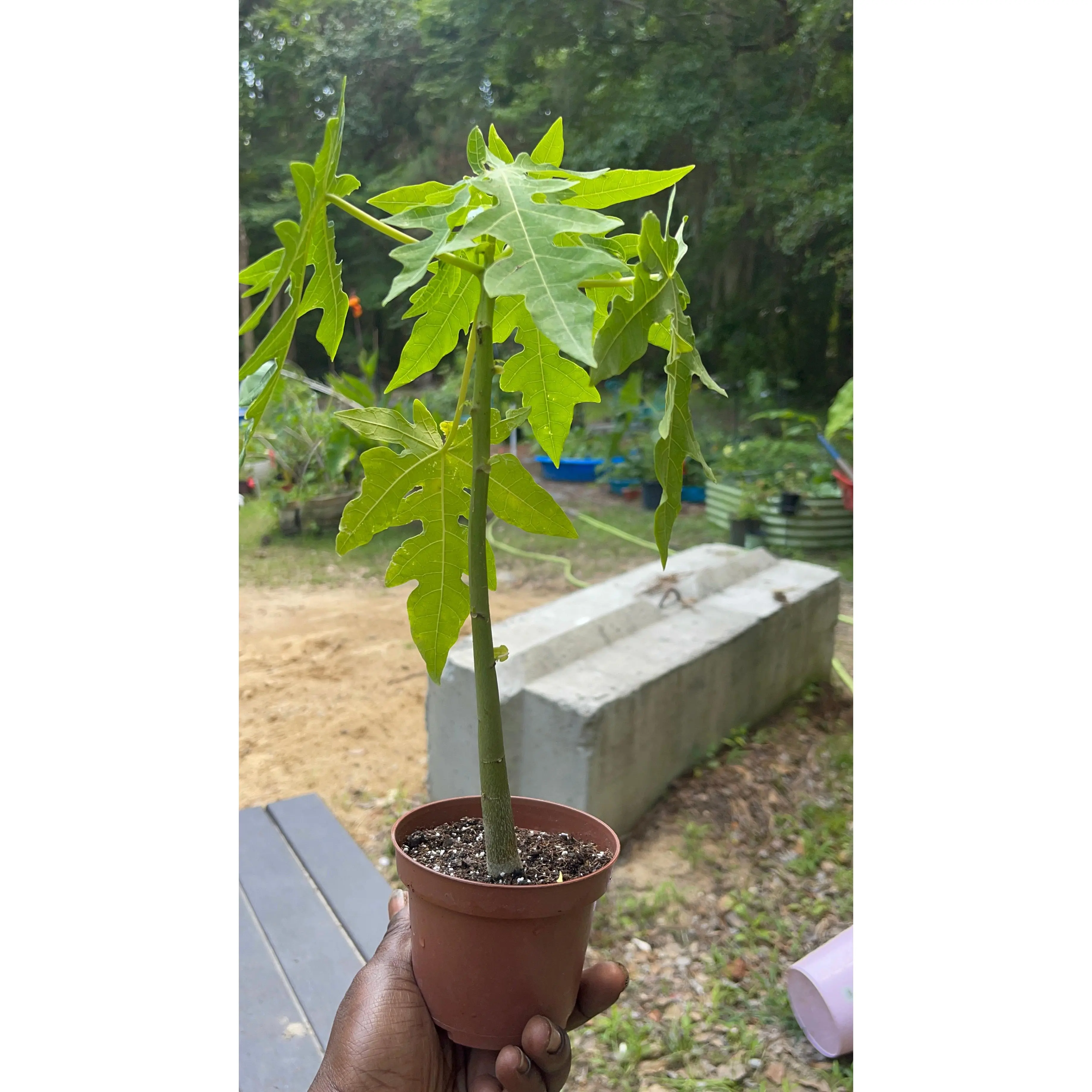 Patio Dwarf Papaya