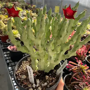 Caralluma Socotrana