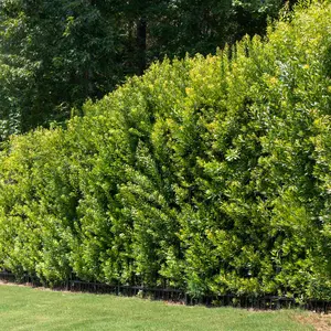 Southern Wax Myrtle Hedge