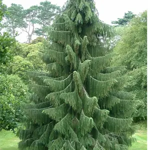 30 Himalayan Spruce Seeds, Picea smithiana Seeds, (Morinda Spruce), Tree Seeds.