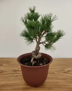 Japanese White Pine Bonsai - Handcrafted,Silver-Green Soft Needle Evergreen,Indoor Outdoor Zen Décor, Unique One-of-a-Kind Collector Plant Gift