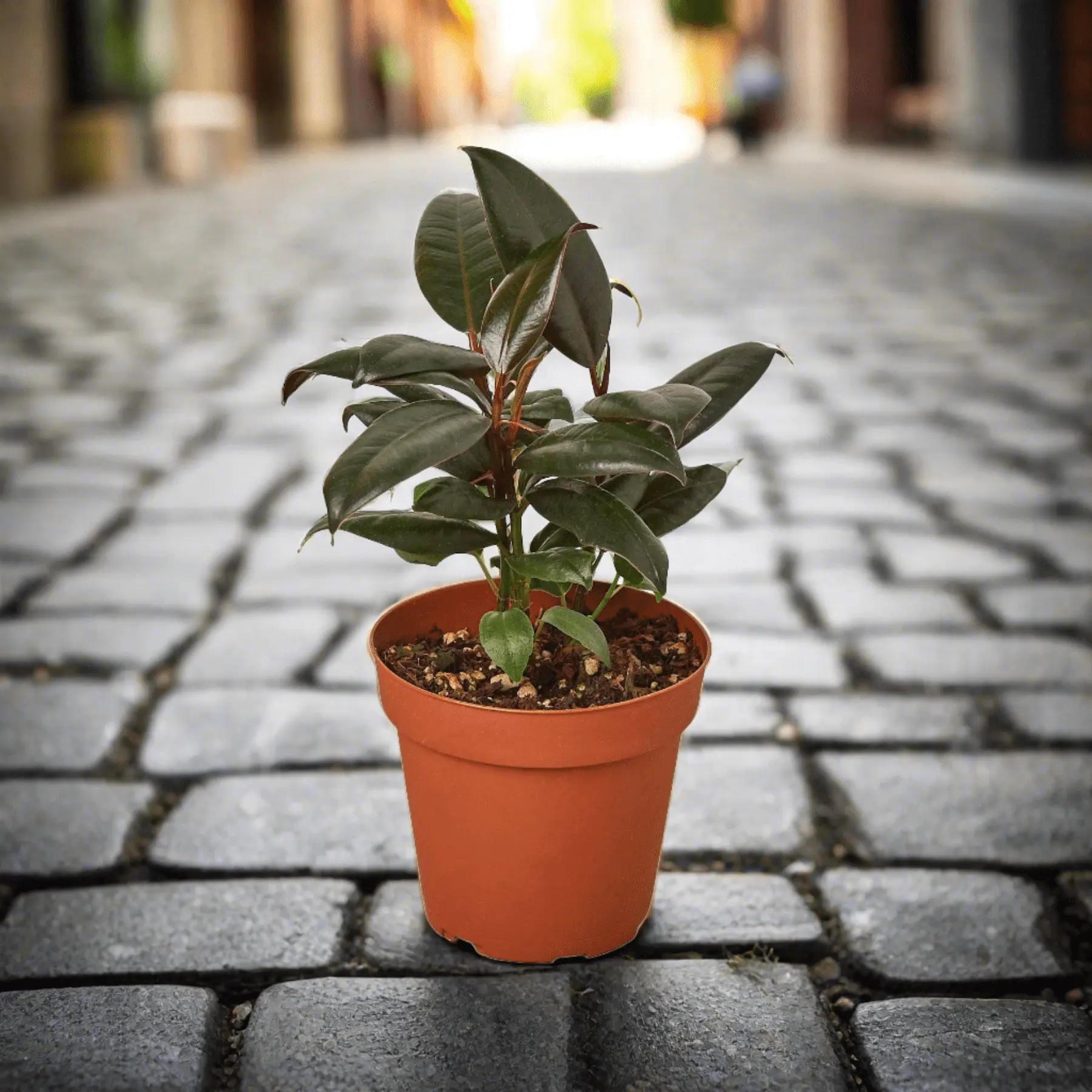 Ficus Elastica 'Burgundy' Live Indoor Plant - Decorative Home Improvement & Garden Supply for Indoor Greenery