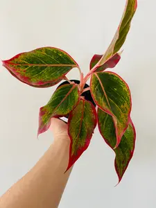 Aglaonema 'Creta' - 4" Pot