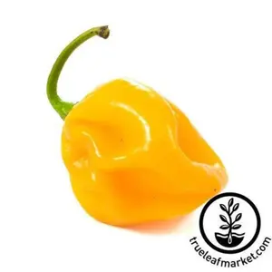 Pepper Seeds - Hot - Habanero Caribbean Yellow