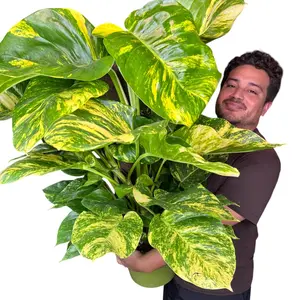 10" XXL Staked Hawaiian Pothos (Large Golden Pothos), Live Houseplant, Indoor Plant