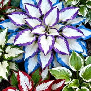 800Pcs Mixed Seeds – Exotic Shade-Loving Perennial – Easy to Grow Garden Plant with Colorful Leaves, Perfect for Courtyard, Balcony, or Garden Décor, Adds Fresh Green Beauty All Year Round