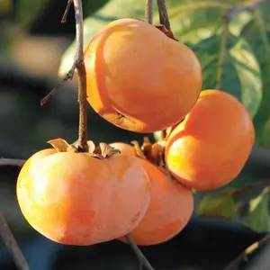 30+ Date Plum Persimmon Seeds – Sweet Heirloom Fruit Tree, Non-GMO, Easy to Grow for Outdoor Garden