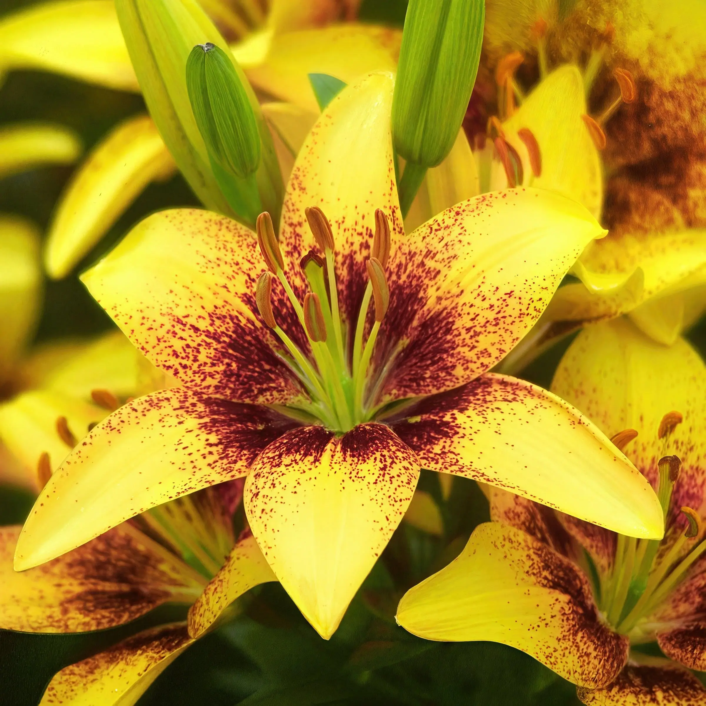 Lilium 'Tiny Nugget' Lily – 6 Piece Bulb