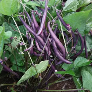 Organic Royalty Purple Bush Bean Seeds (Phaseolus vulgaris 'Royalty') – 20+ Seeds for Vibrant, Purple Bush Beans, High-Yield, and Easy to Grow