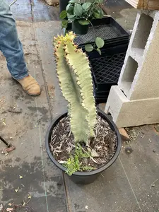 Ammak bare root