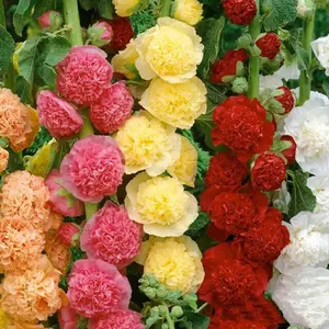 Rare Mixed Color Hollyhock Seeds (200pcs) - Four Seasons Sowing Ideal for Garden Ornament & Outdoor Landscaping