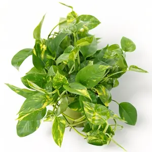 XL Golden Pothos, 6inch Pot, Beginner Friendly, Low Maintenance