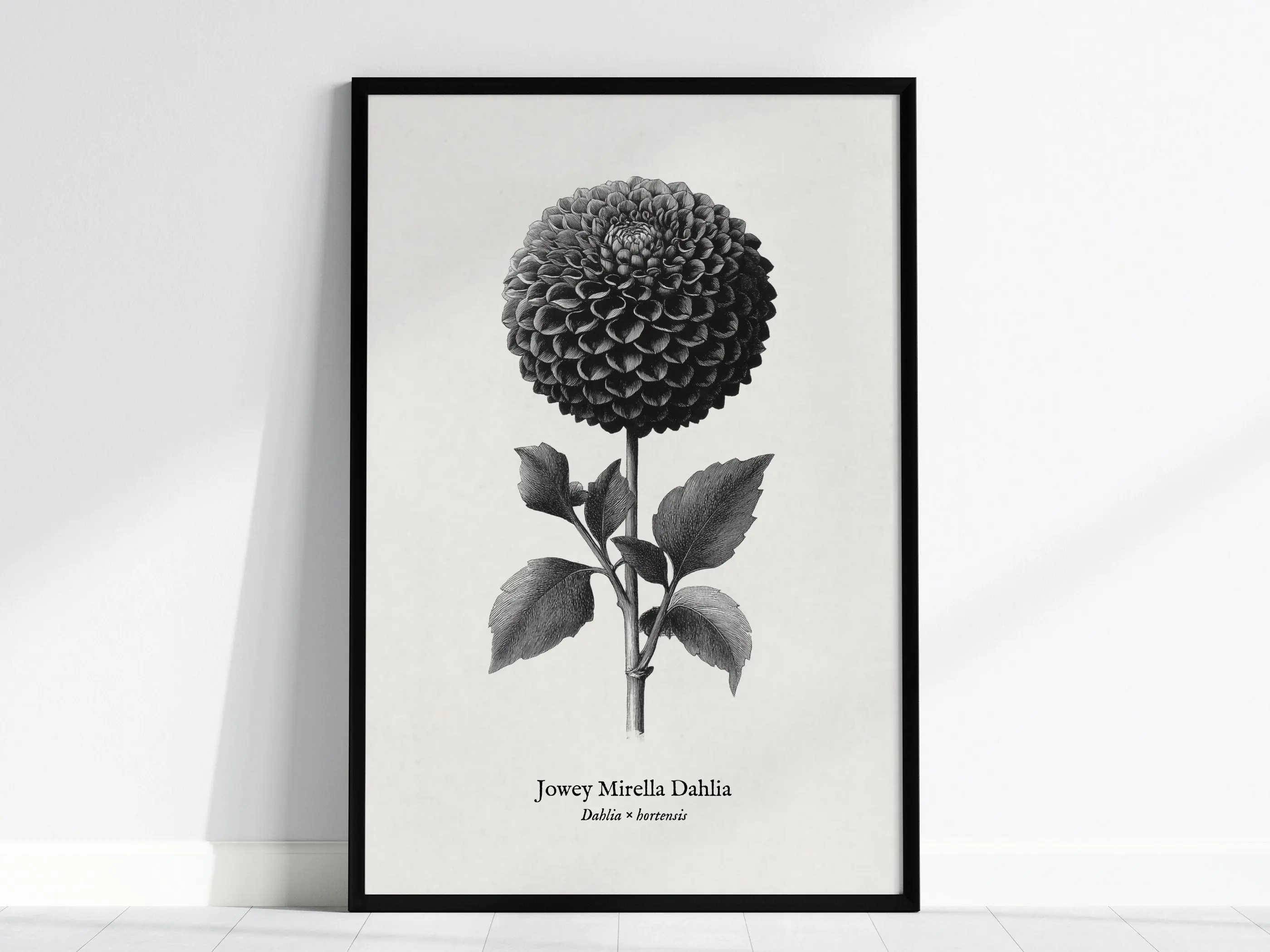 Dahlia Poster | Vintage Dahlia × hortensis Botanical Illustration Wall Art