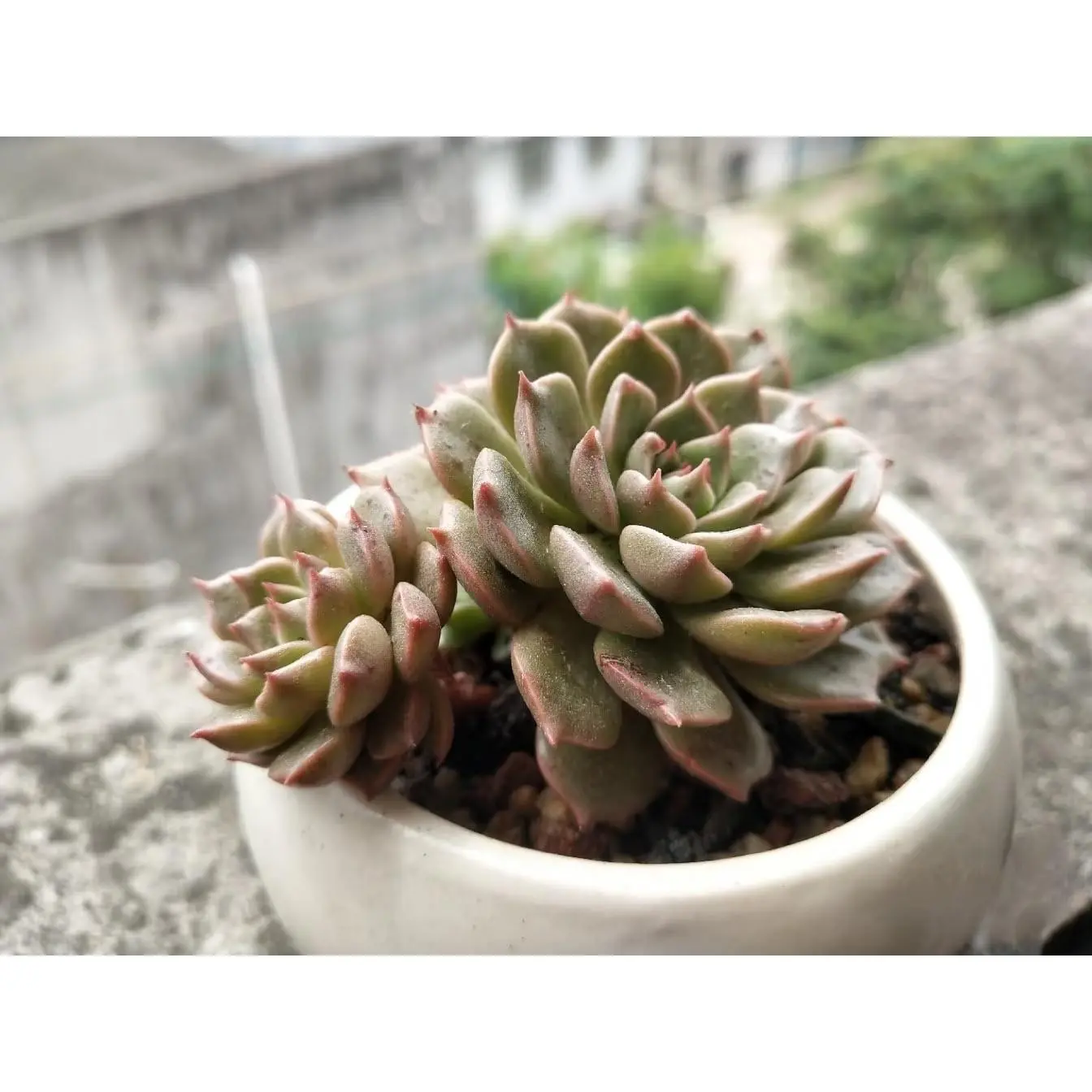 2"Live Succulent Graptoveria Olivia