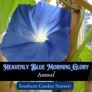 Heavenly Blue Morning Glory Flower Seed Pack - Vining Blue Flowers, Hummingbird and Pollinator-Friendly Garden Flower Seed