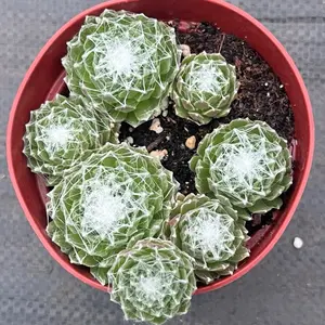 Cobweb Succulent | Sempervivum | Live Baby Plant | Pick the Size