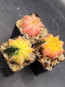 Gymnocalycium Mihanovichii Variegated Cactus 1.5-2" Rare Variegated Patterns Beautiful Colors Live House Plant Potted Plant Easy Care